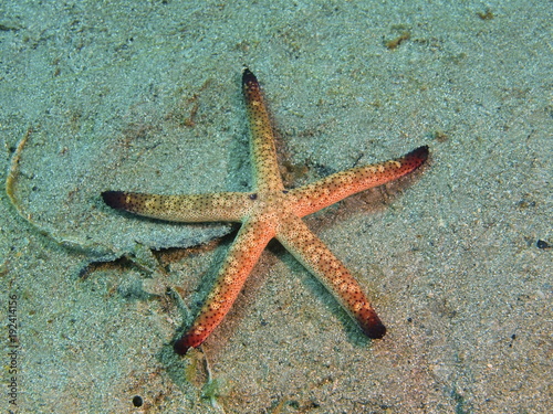 Starfish