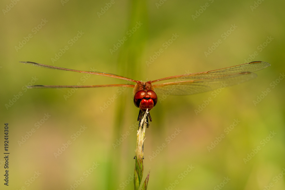 Red Dragonfly on grass Red Dragonfly on grass