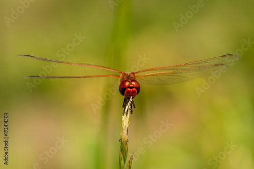 Red Dragonfly on grass