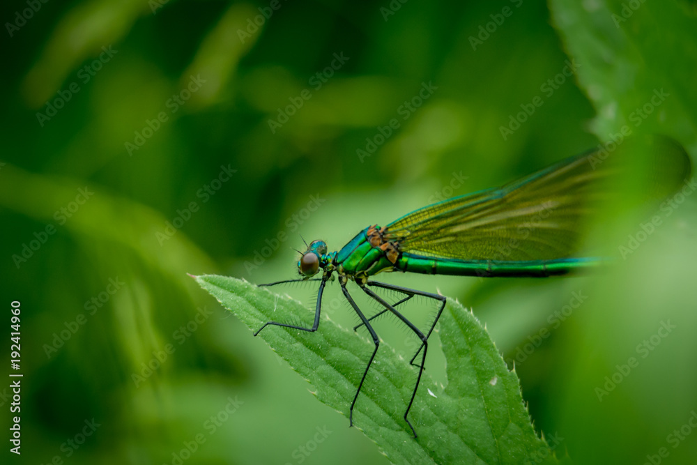 Dragonfly on grass Dragonfly on grass