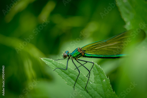 Dragonfly on grass © stockfotocz