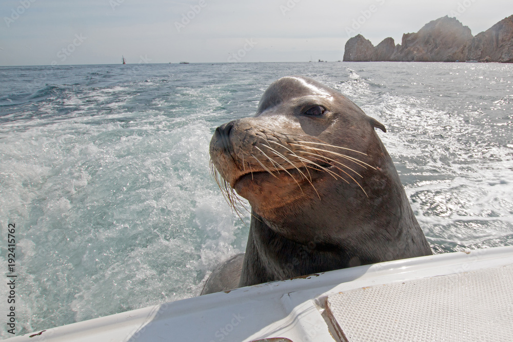 Naklejka premium Sea Lion z tyłu czarterowej łodzi rybackiej błagający o przynętę w Cabo San Lucas Baja Mexico BCS
