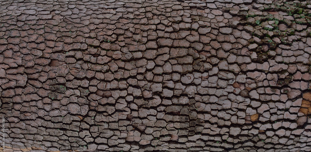 Old tree bark background or texture