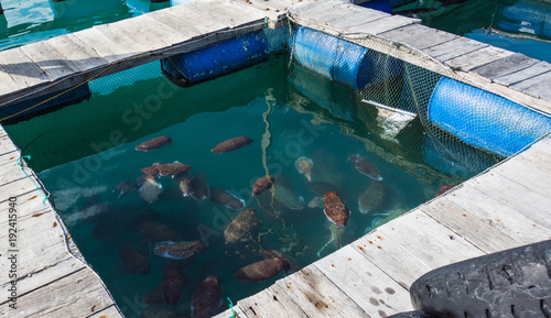 a tank of fish at a fishing farm on the ocean off Mieu Island, Nha Trang, Vietnam