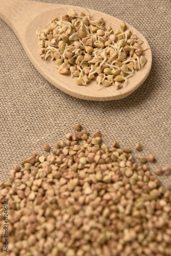 Buckwheat grain. Beans sprouts. Healthy food. Natural background