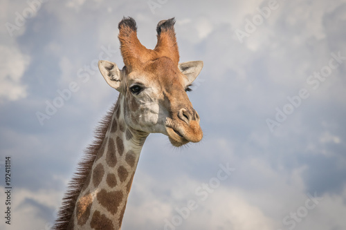 Fototapeta Naklejka Na Ścianę i Meble -  The Mighty Giraffe