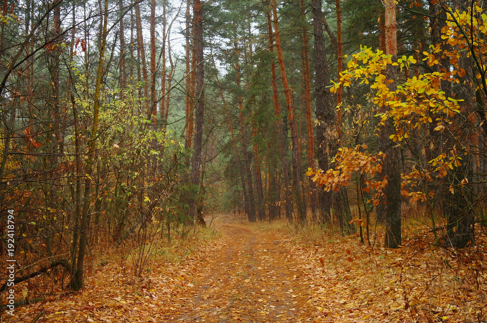Obraz premium Road under the trees in autumn