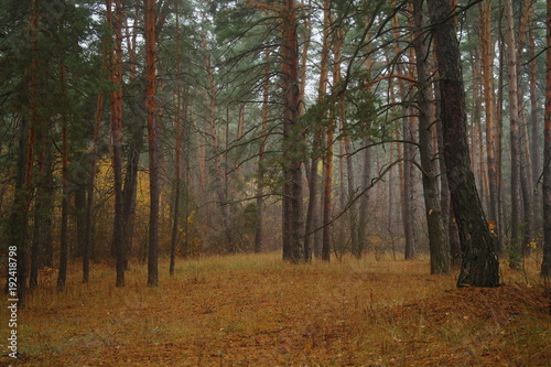 Road under the trees in autumn