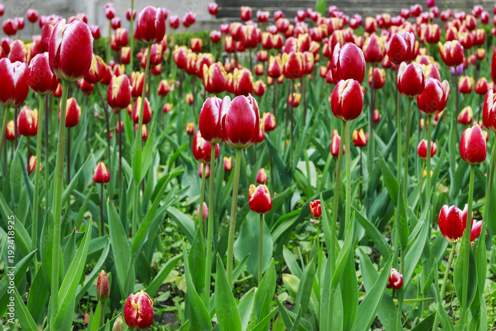 Fototapeta premium Field of red tulips.