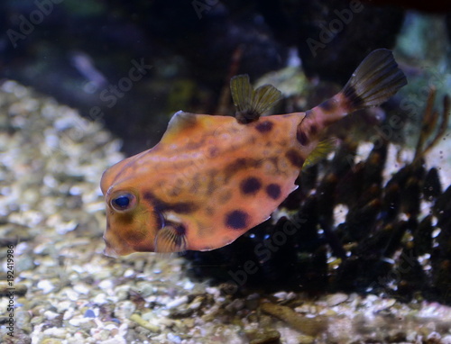 Fish Humpbacked body. (Tetrosomus gibboss) photo