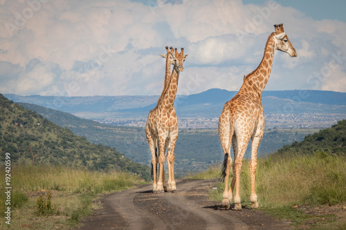 Canvas Print The Mighty Giraffe