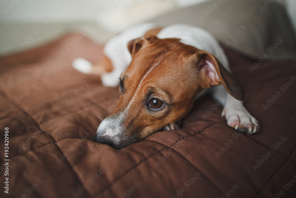 Saddest dog breed Jack Russell Terrier lies on a brown bedspread on the bed and looks into the distance. White color dog with a red snout and brown eyes. Saddest dog breed Jack Russell Terrier lies on a brown bedspread on the bed and looks into the distance. White color dog with a red snout and brown eyes.