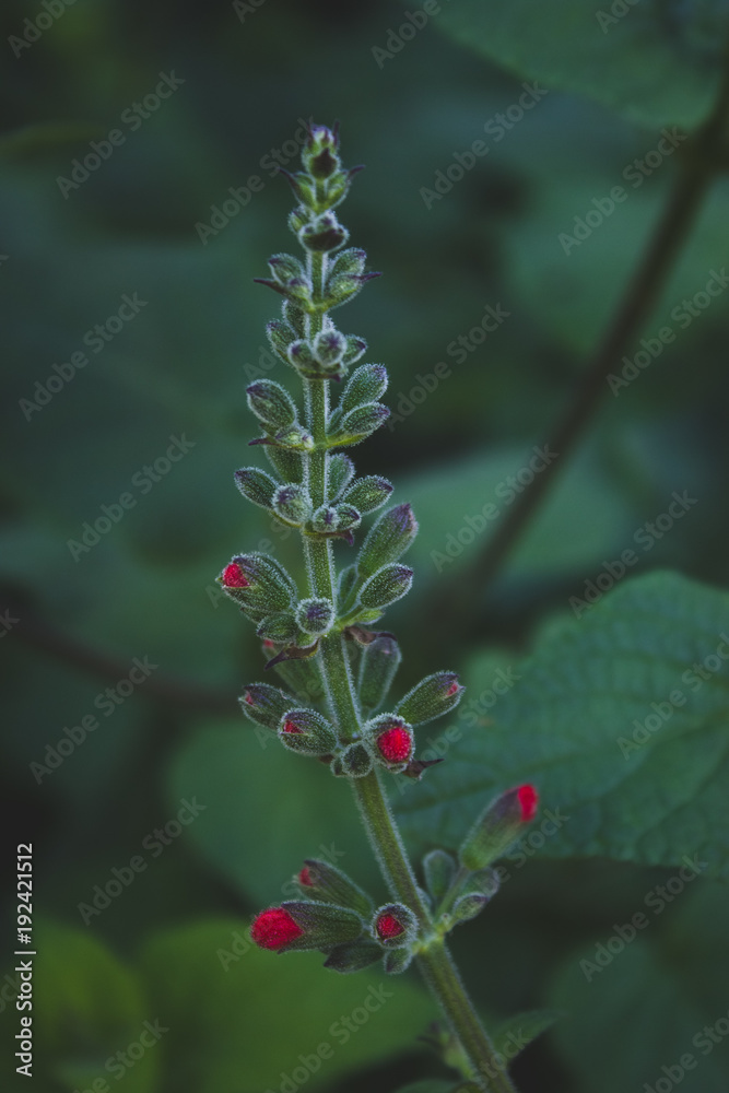 Beautiful barely budding Roseleaf Sage plant- a native of Mexico, in a garden. Beautiful barely budding Roseleaf Sage plant- a native of Mexico, in a garden.