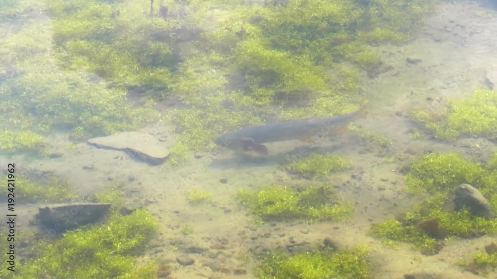 cutthroat trout swimming in shallow clear water at trout lake in yellowstone national park, usa cutthroat trout swimming in shallow clear water at trout lake in yellowstone national park, usa