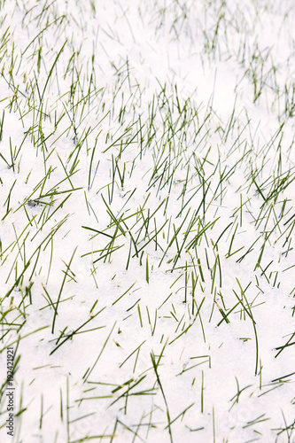 Grass in snow. White background. Green sprouts