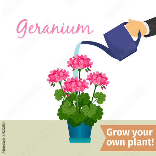 Hand watering geranuim plant photo