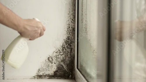 Black mold in the corner of window Preparation for mold removal. photo