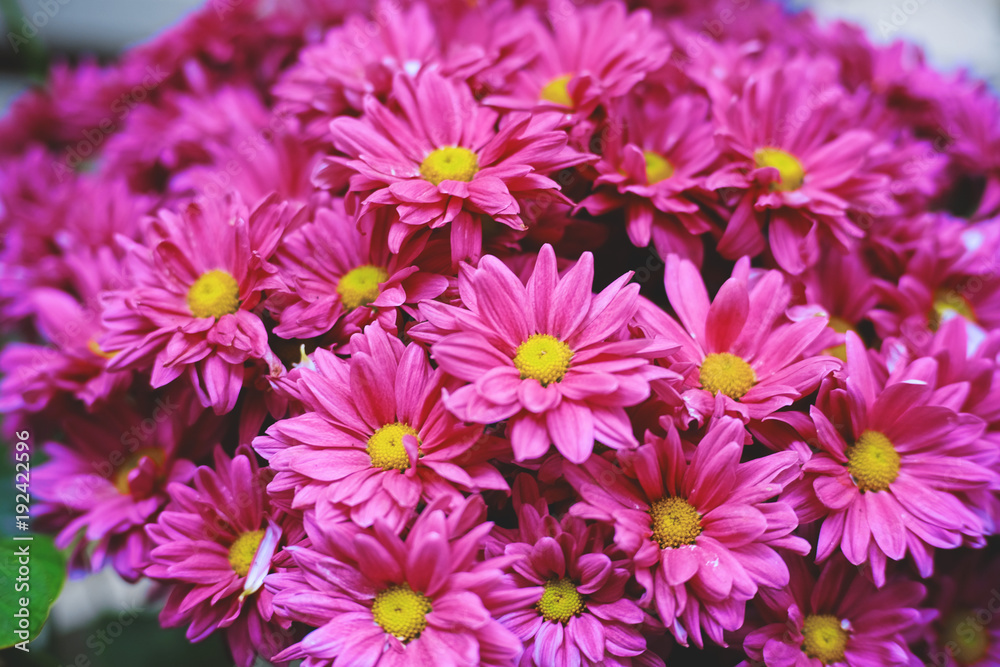 Pink flower with long thin petals and yellow pollen center. Selective focus. Pink flower with long thin petals and yellow pollen center. Selective focus.