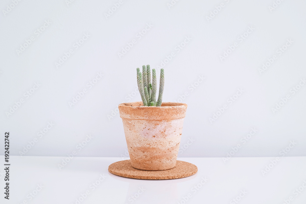Cactus in clay pots over white background.