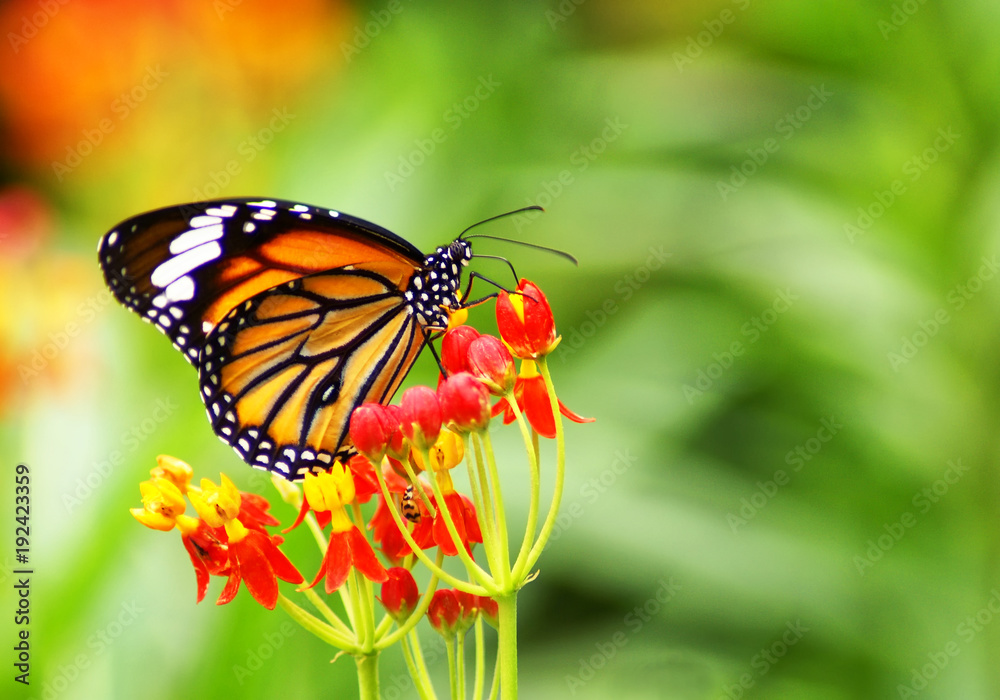 butterfly in the garden butterfly in the garden