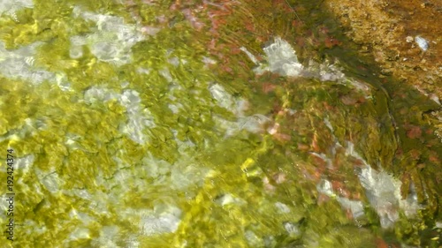 close up of yellow cyanobacteria in hot water at yellowstone national park, usa photo