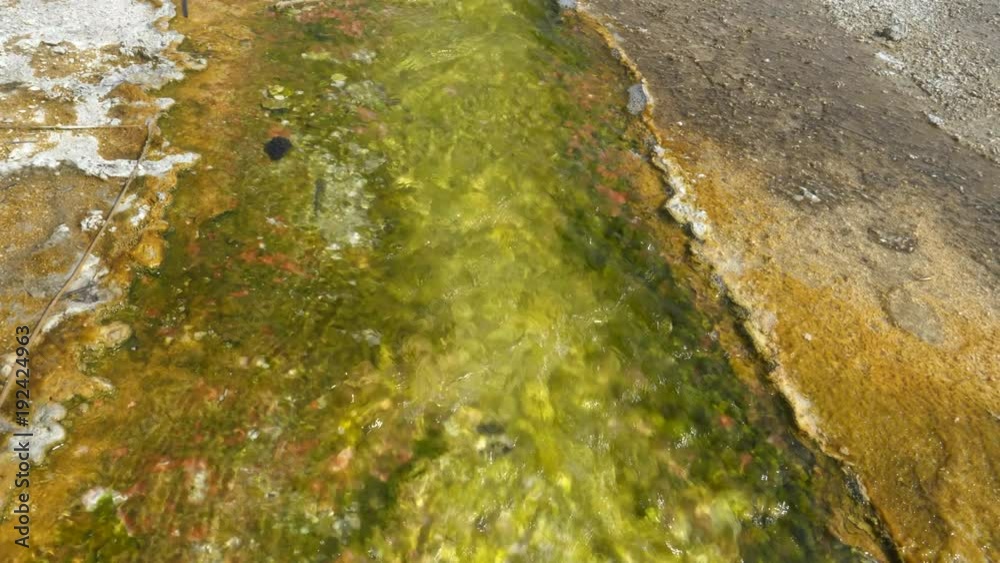 yellow and green cyanobacteria in thermal water at the outflow from the grand prismatic pool in yellowstone national park, usa yellow and green cyanobacteria in thermal water at the outflow from the grand prismatic pool in yellowstone national park, usa