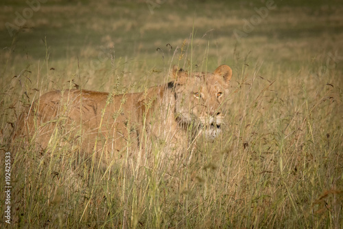 King of the Jungle