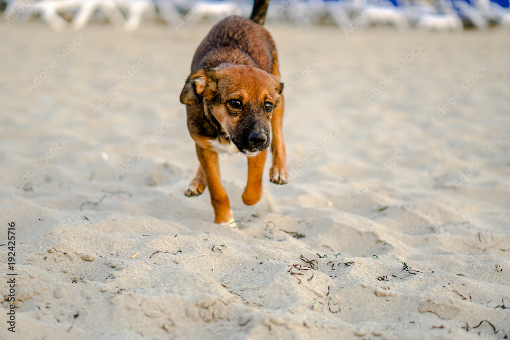 Puppy dog running on the sand