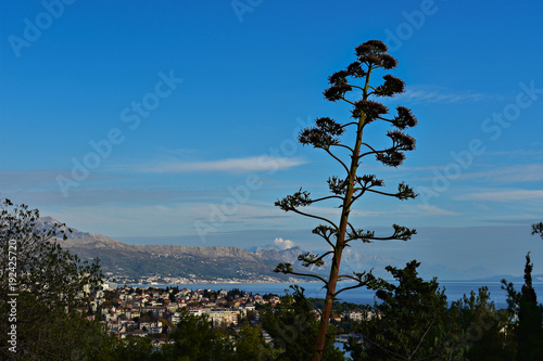 Beautiful high agave tree over the sea and blue sky