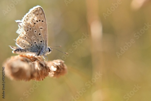 Butterfly standing at the grass in natural golden background