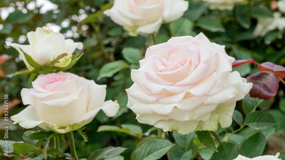 White roses flower in the garden.