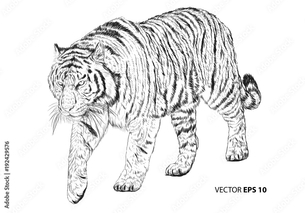 Naklejka premium Tiger walking hand draw sketch black line on white background vector illustration.