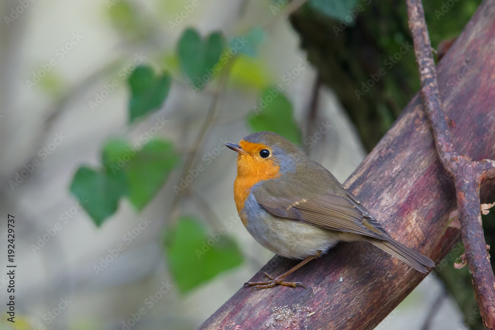 Rotkehlchen (Erithacus rubecula) sitzt auf einem Ast im Naturschutzgebiet Mönchbruch bei Frankfurt, Deutschland. Rotkehlchen (Erithacus rubecula) sitzt auf einem Ast im Naturschutzgebiet Mönchbruch bei Frankfurt, Deutschland.
