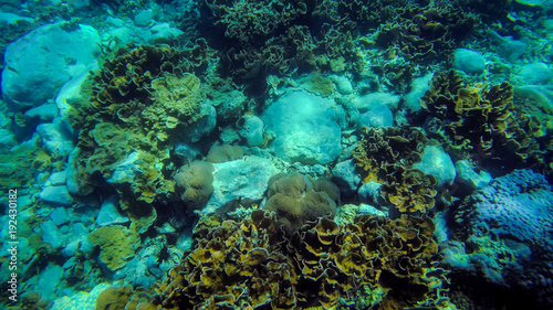 tropical Coral reef underwater growing on stone © busenlilly666