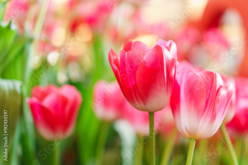 Beautiful Red Tulips  Flower background