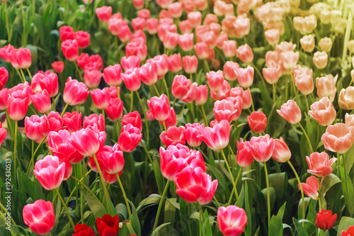 Beautiful Red Tulips  Flower background