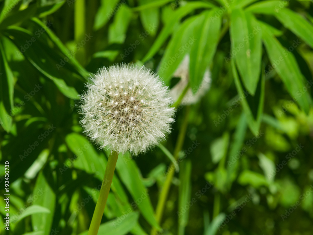 Dandelion with ripe seeds on bokeh background, macro, selective focus, shallow DOF Dandelion with ripe seeds on bokeh background, macro, selective focus, shallow DOF