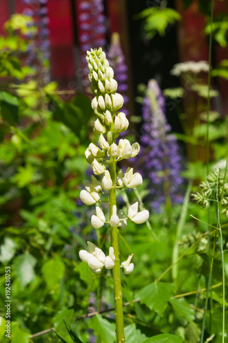 Wild Lupine or Lupinus perennis white flowers on stem at flowerbed close-up, selective focus, shallow DOF
