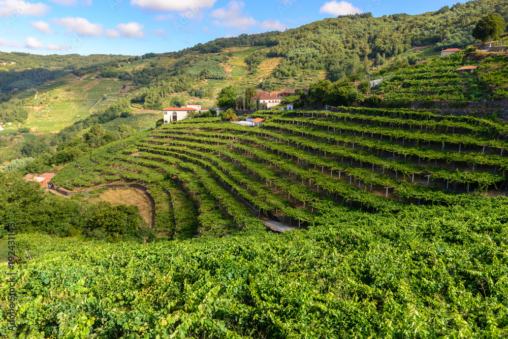 Vineyards of the Ribeira Sacra, Lugo, Spain