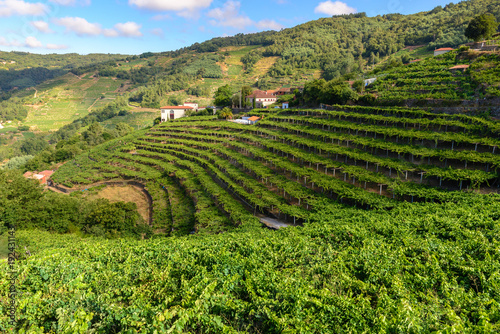 Obraz na płótnie Vineyards of the Ribeira Sacra, Lugo, Spain w salonie