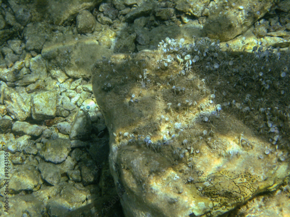 Underwater landcape in Hvar croatia Underwater landcape in Hvar croatia