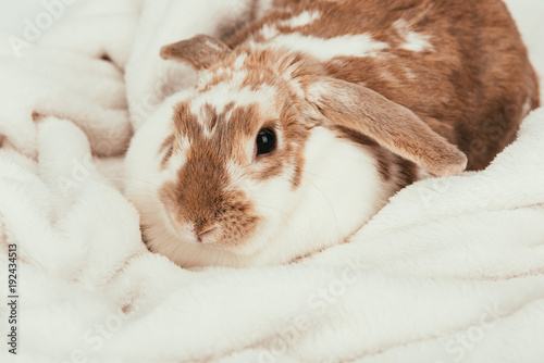 lovely domestic bunny lying on blanket isolated on white