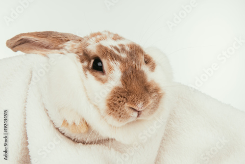 domestic bunny lying on blanket isolated on white