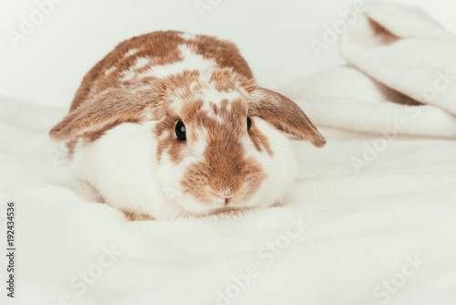domestic rabbit lying on blanket isolated on white