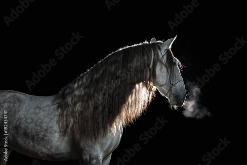 Portrait Andalusian stallion with long mane and steam from a mouth at a black background with back lighting. isolated.  photo