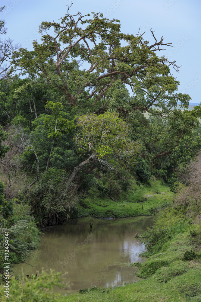 Fototapeta premium Africa