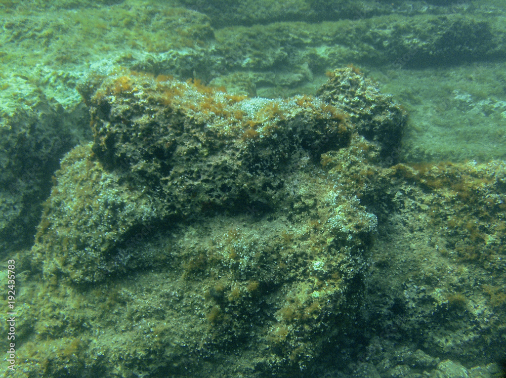 Underwater landcape in Hvar croatia Underwater landcape in Hvar croatia