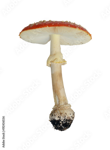 Mushroom Amanita muscaria