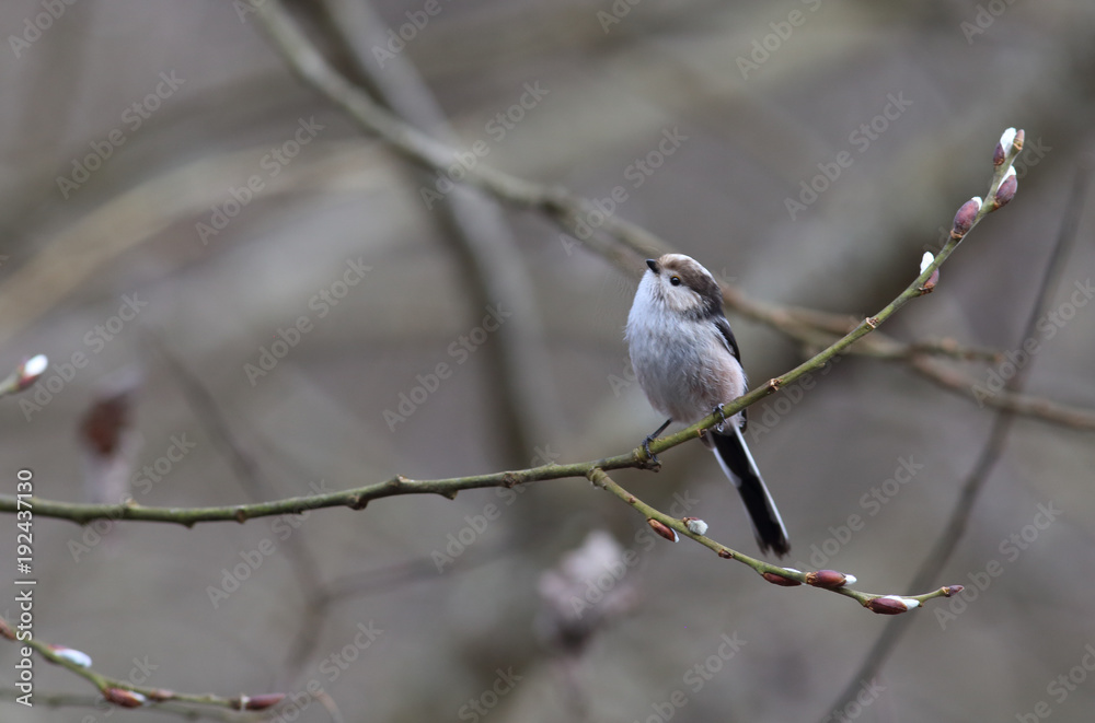Long-tailed tit in spring, on the willow branches Long-tailed tit in spring, on the willow branches