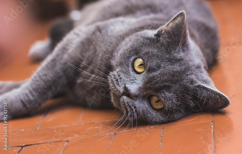 Noble proud cat lying on window sill. The British Shorthair with gray photo